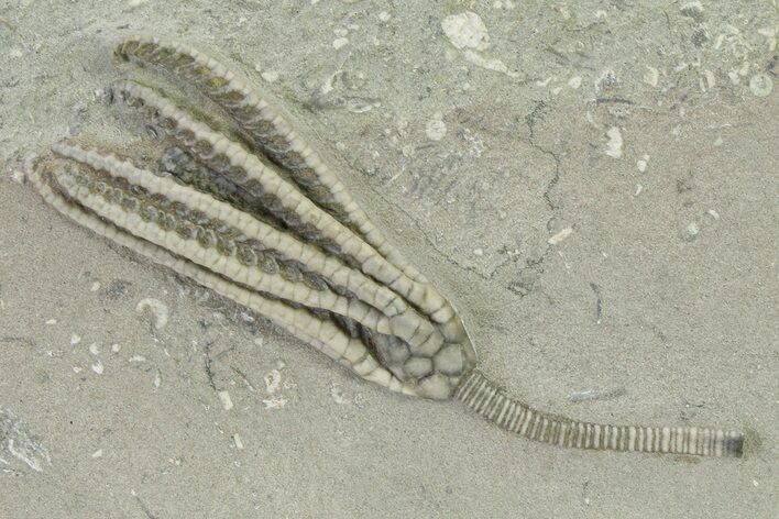 Fossil Crinoid (Histocrinus) - Crawfordsville, Indiana #325651